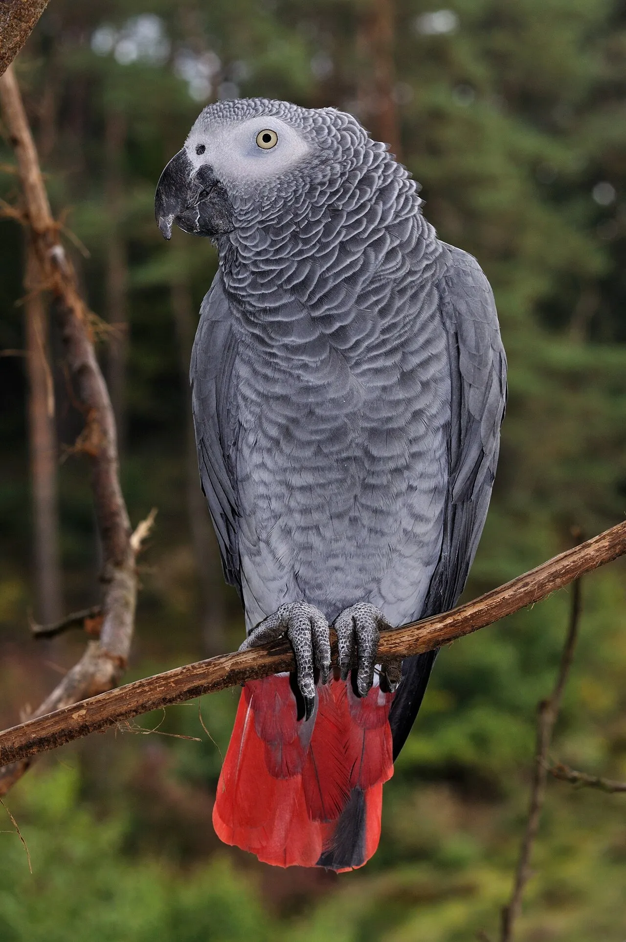 An African grey parrot