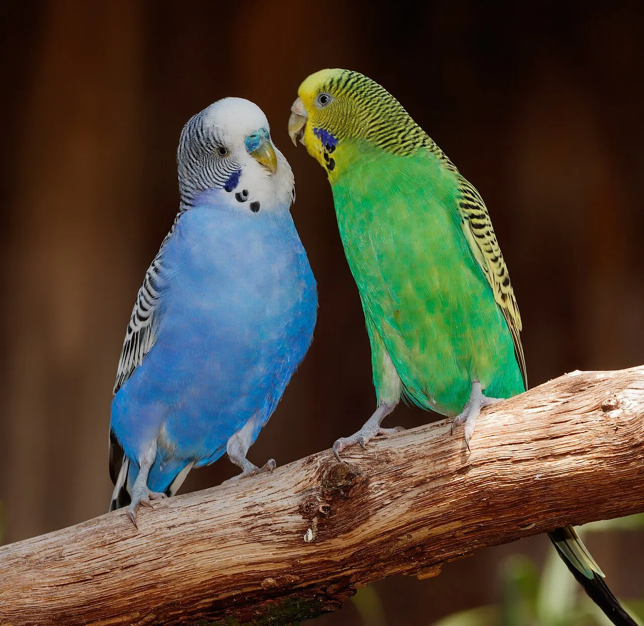 A blue budgerigar