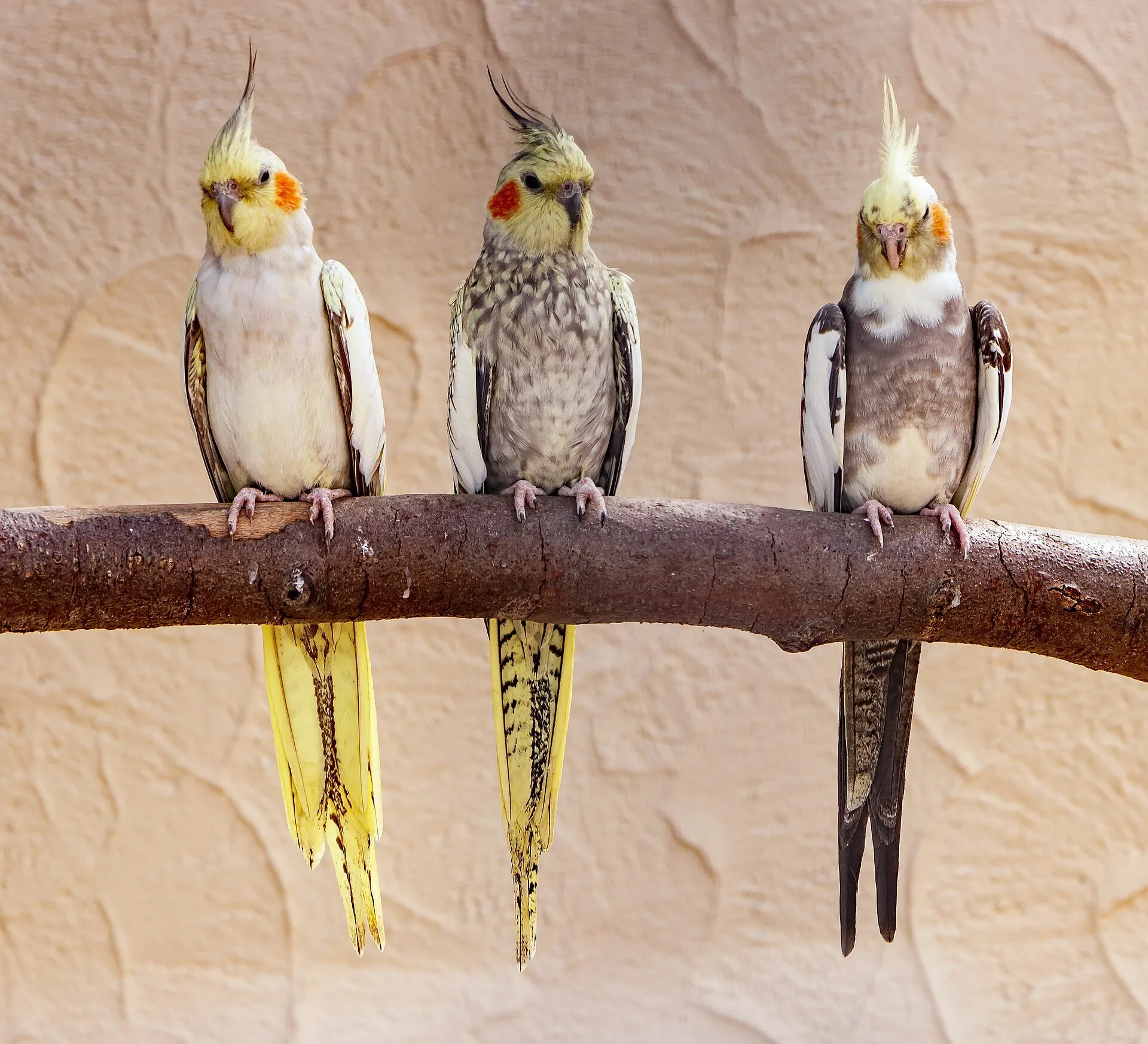 Three cockatiels perched together on a branch