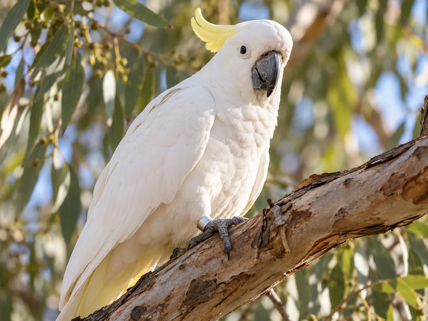 A sulphur-crested cockatoo perched in a gum tree, wearing a silver leg band