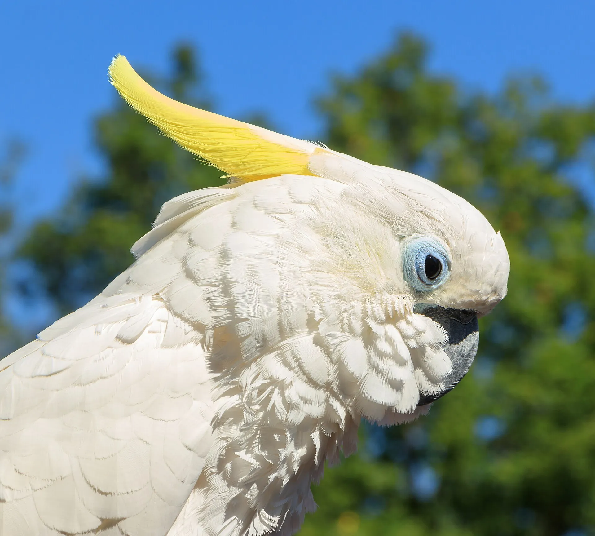 Example bird: a sulphur-crested cockatoo