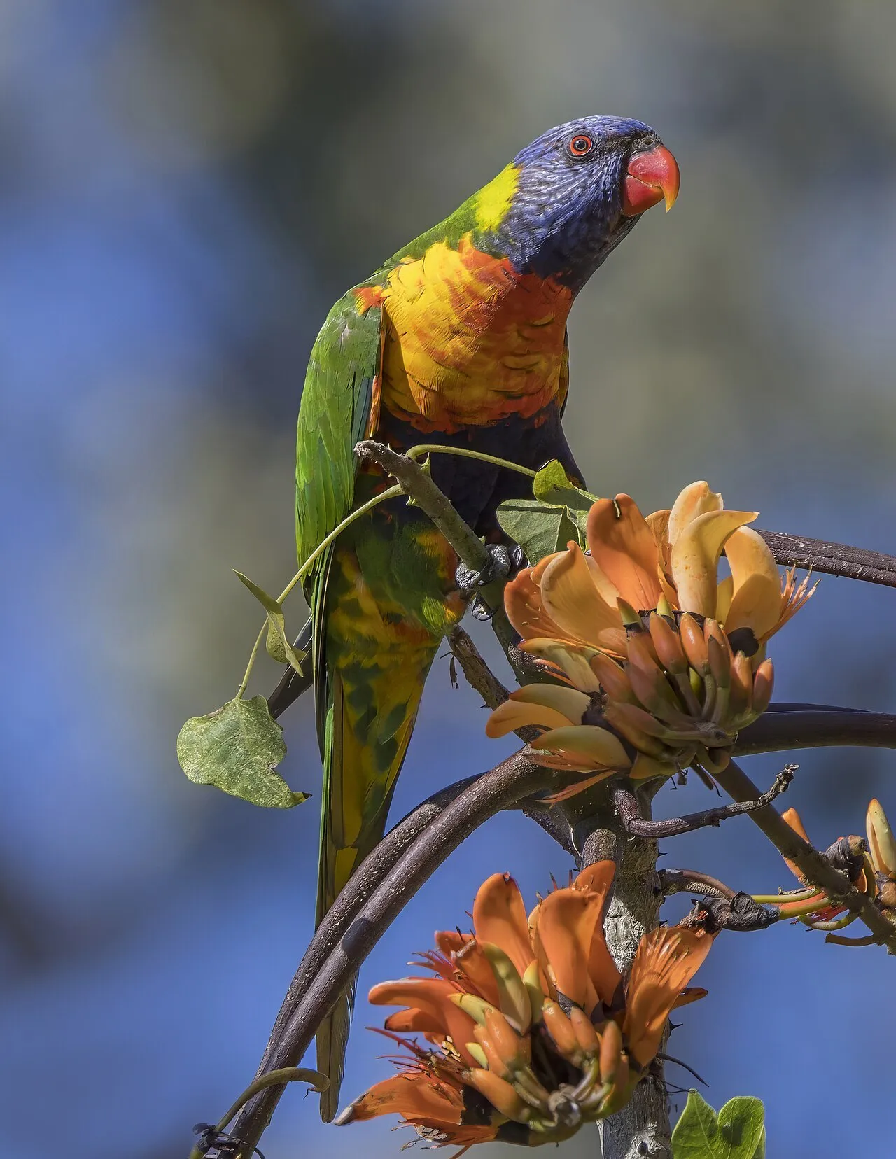 A rainbow lorikeet