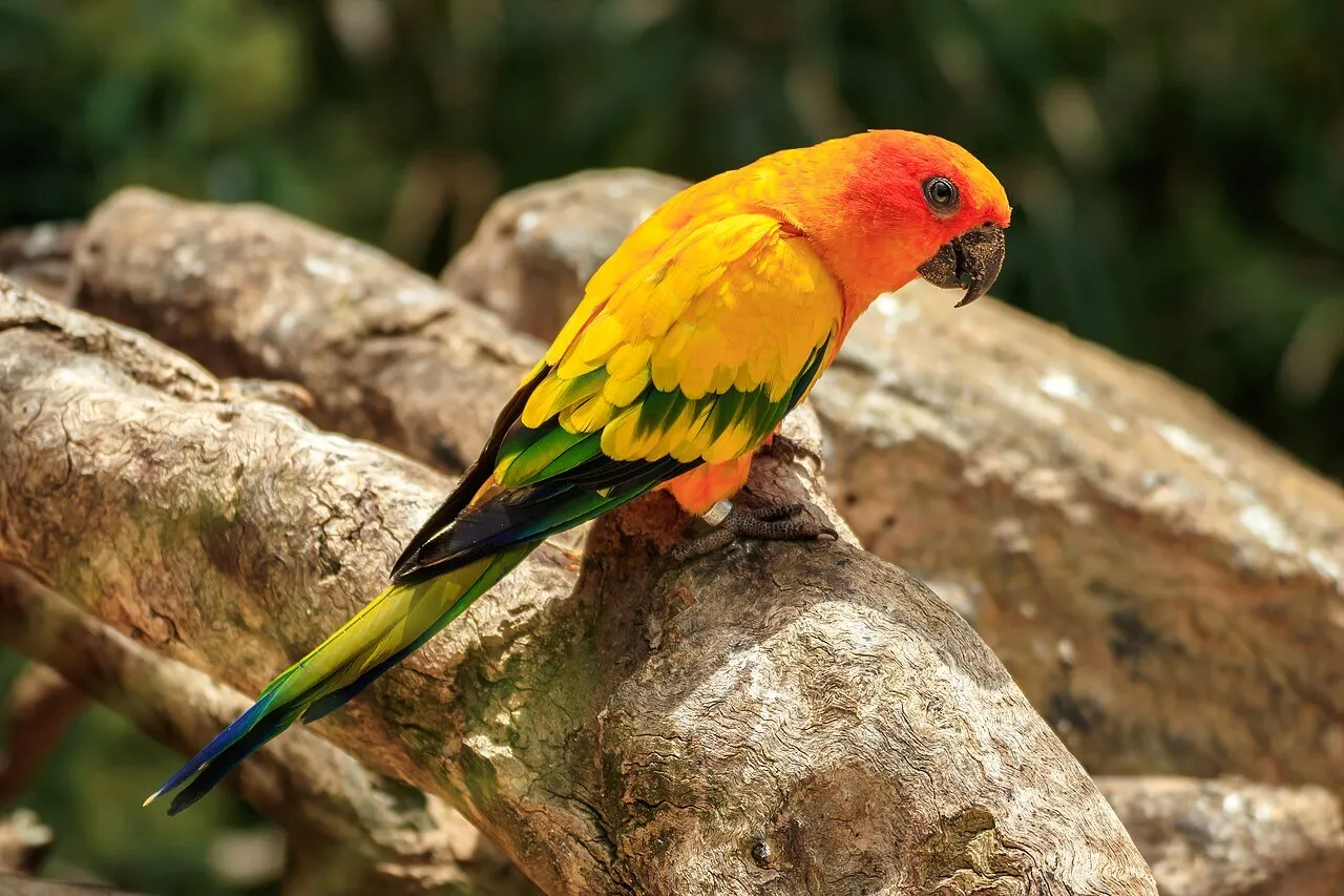 A sun conure